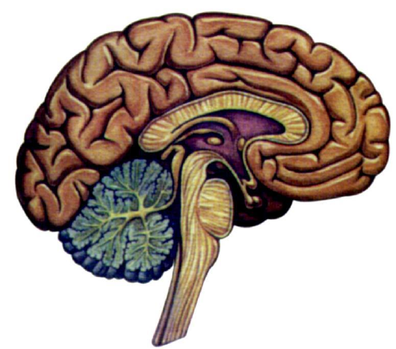 Taller de psicofisiología